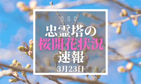 忠霊塔の桜開花状況
